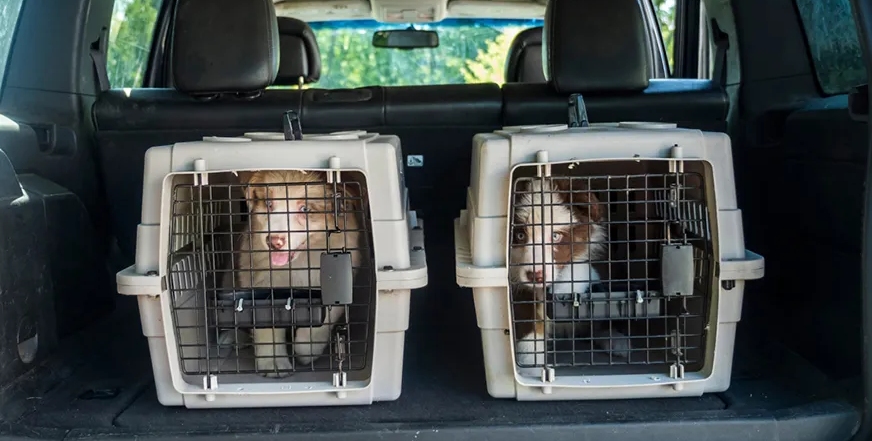 Перевозка животных